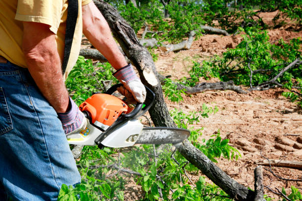 Best Tree Removal Near Me  in Vado, NM